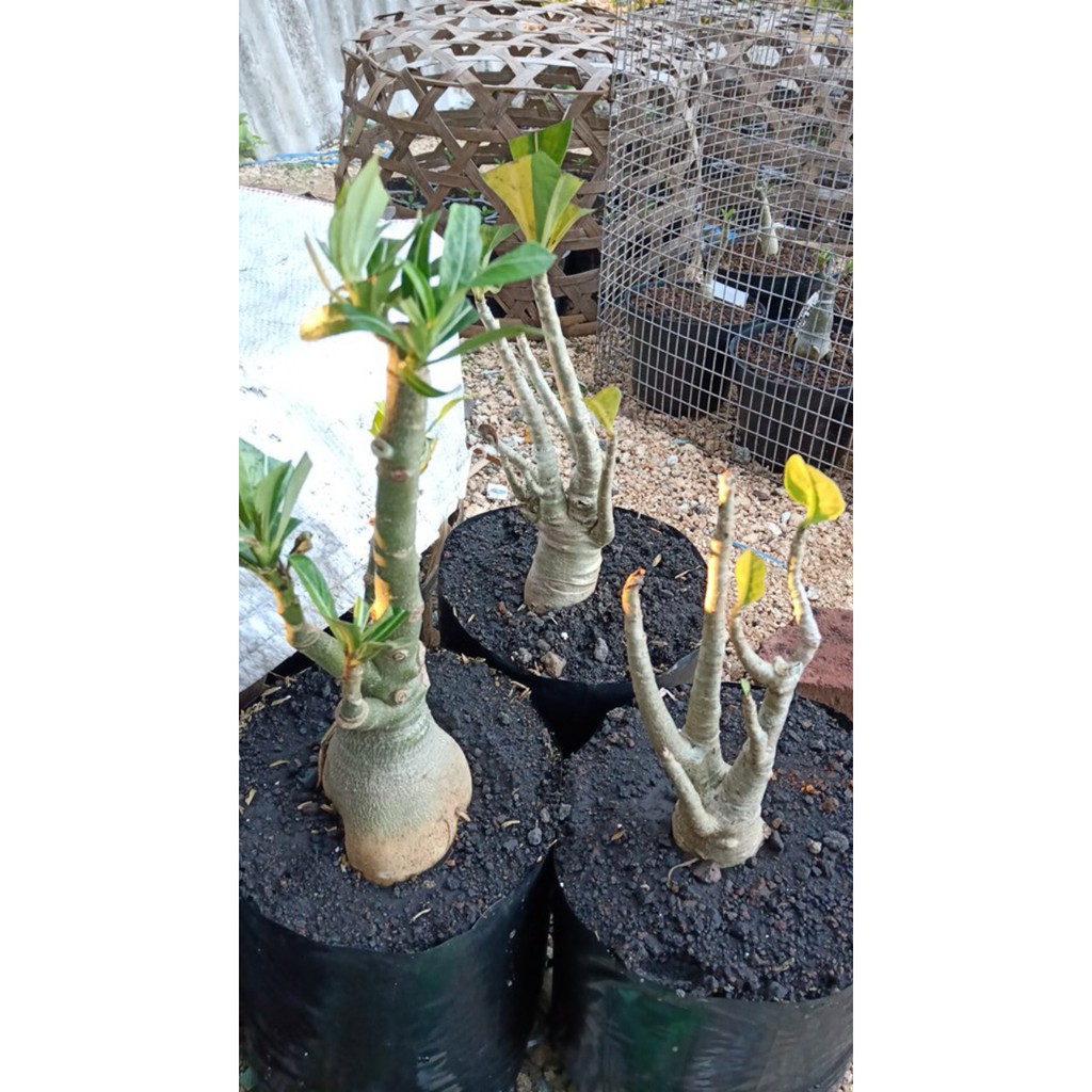 Bibit Benih Biji Adenium Yaman - Benih Tanaman Bunga Adenium Yaman - Bibit Pohon Adenium Yaman - COD-2