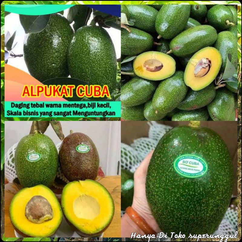 Bibit Alpukat Import Alpukat Cuba Original