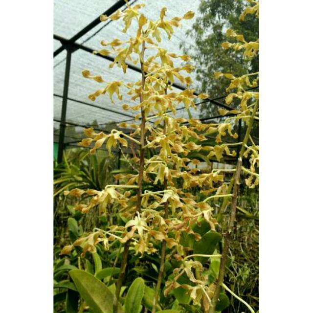 Dendrobium Keriting Schuleri Undulatum Papua
