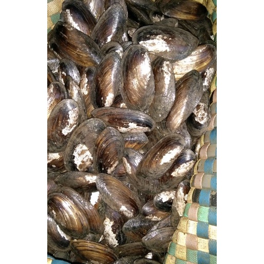 Seafood Kijing / Kerang Kijing / Kijing