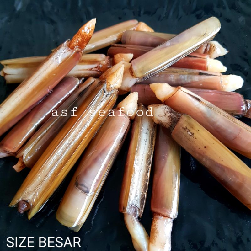 

Kerang bambu size besar