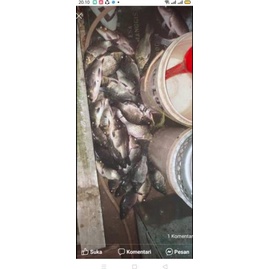 Pengumpul Ikan Bendingan Ganas - Umpan Ikan Mas - Umpan Pancing Dan Bamper Segala Jenis Medan
