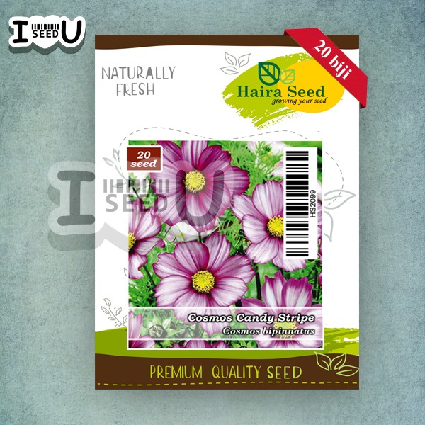 Haira Seed BIbit-Biji Bunga Cosmos Candy Stripe