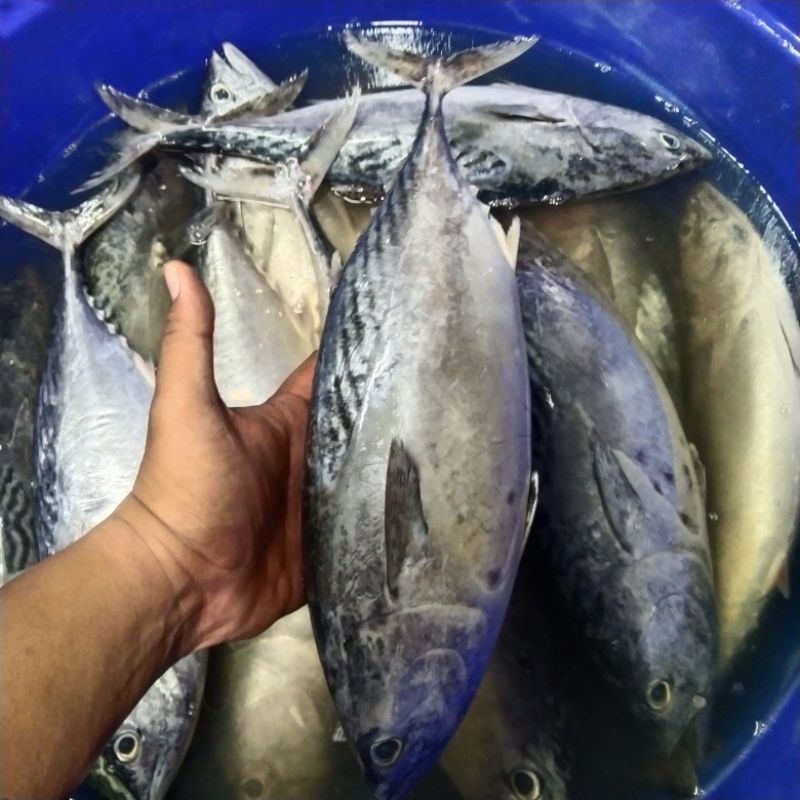 

Ikan tongkol batik