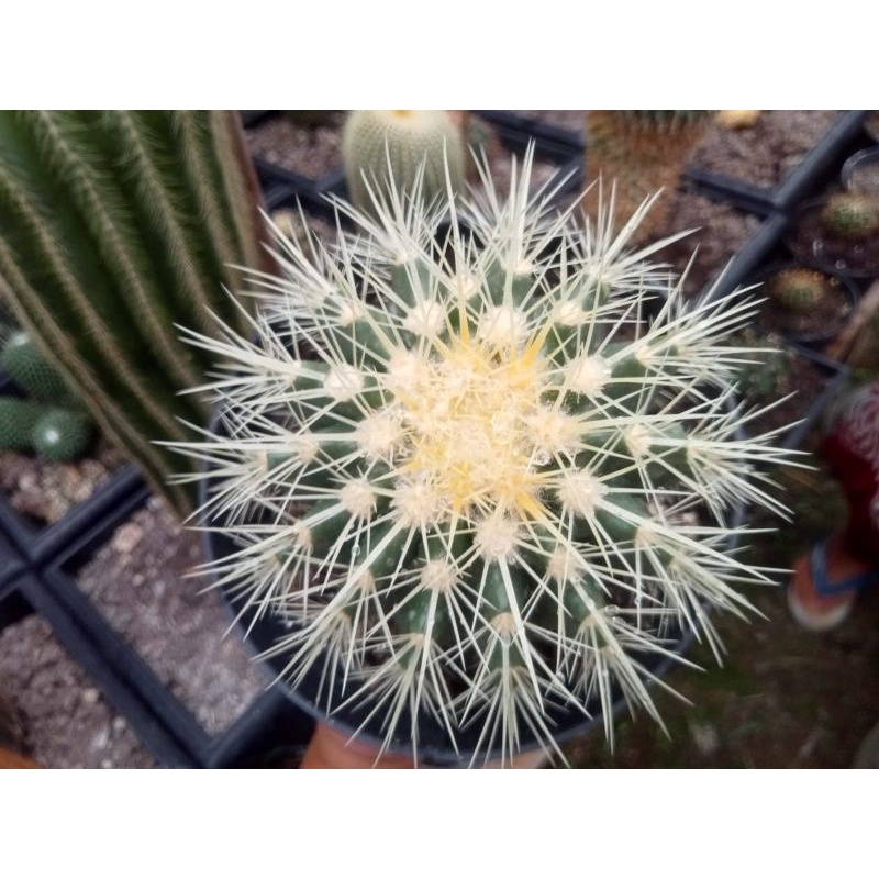 kaktus golden barel jumbo/kaktus pasaman/kaktus ownroot