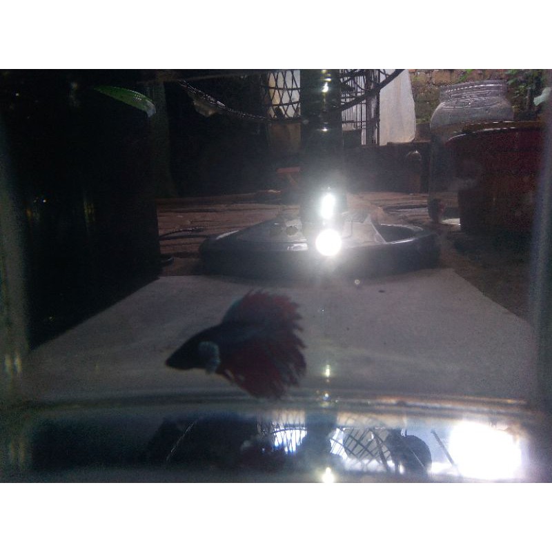 cupang halfmoon dumbo ear...