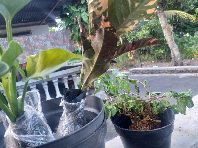 Philodendron Selloum/philodendron Jari/philodendron