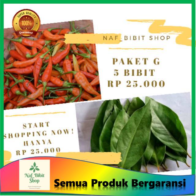 1 BIBIT DAUN SALAM || 2 BIBIT CABE RAWIT || 2 BIBIT JERUK PURUT || Tanaman herbal || bibit unggul
