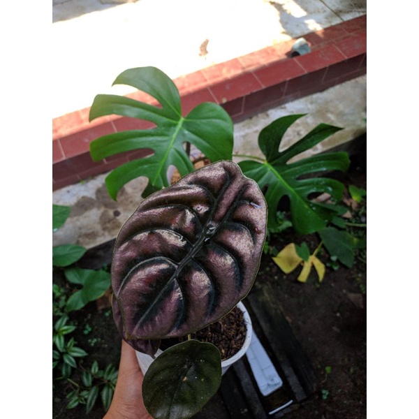 ALOCASIA CUPREA / KELADI TENGKORAK