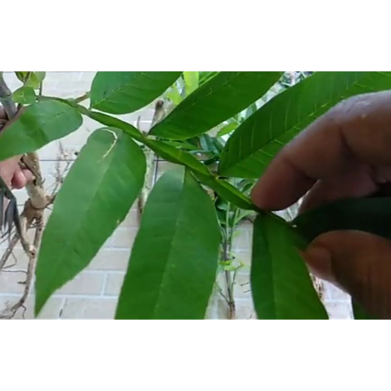 

Daun sungkai herbal per 500 gram