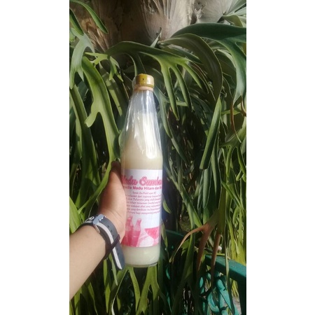 

Madu putih sumbawa