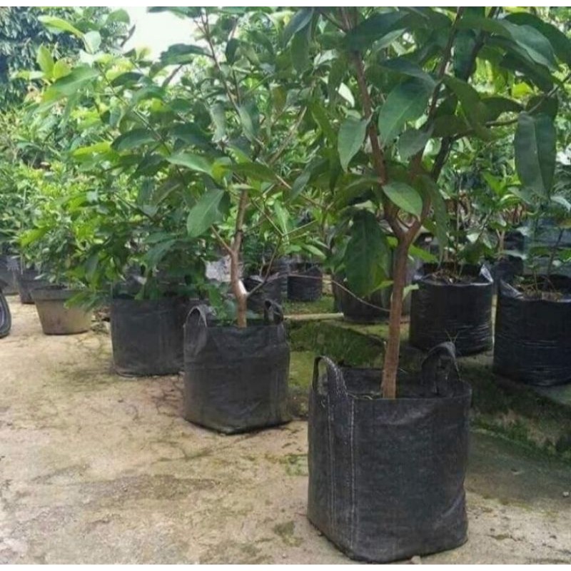 planter bag 50x50 100 liter planter bag - hitam