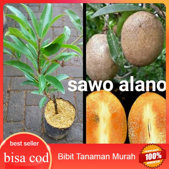 Bibit Tanaman Sawo Alano Jumbo
