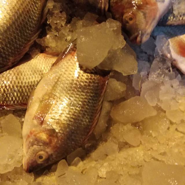 

Ikan Mujair Nila Fresh