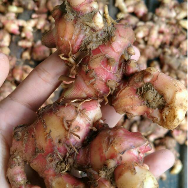 

Jahe merah Khas jawa timur