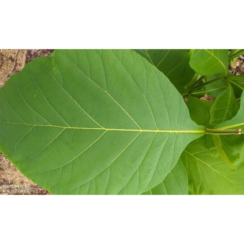 daun jati segar untuk membungkus makanan