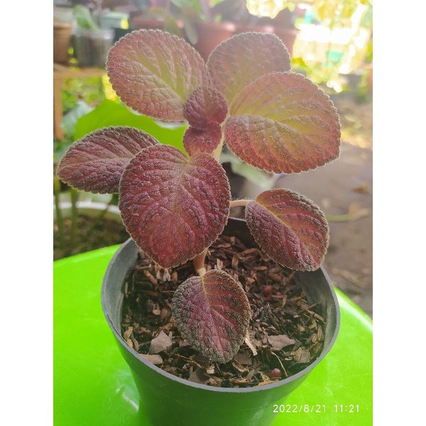 Episcia Strawberry Patch