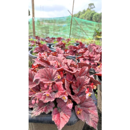 BEGONIA RED CHILI FULL POT