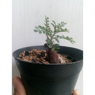 tanaman-hias-caudek-bonsai-pachypus-operculicarya