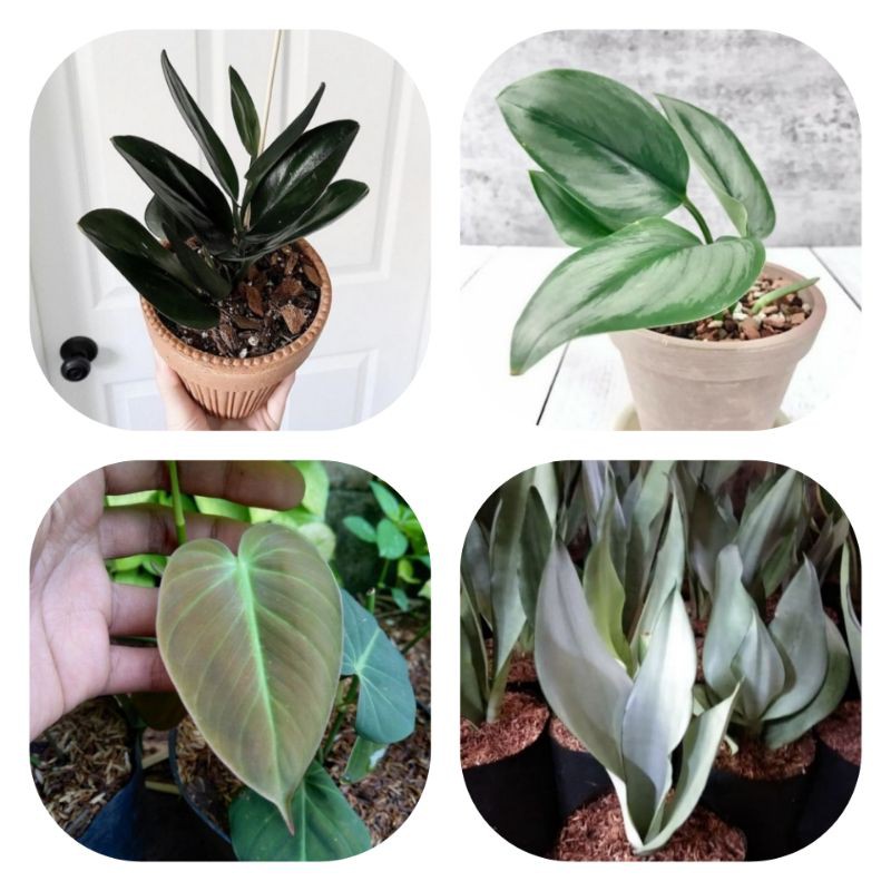 Paket 4 Tanaman Hias Scindapsus - Sansiveira Moonshine - Philodendron Mican