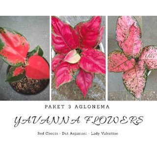 Paket 3 tanaman  hias  aglonema red kocin valentine  