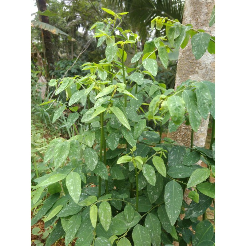 

Daun Katuk Segar penambah ASI