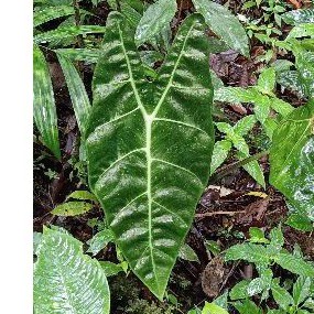 Alocasia Amazon Caladium Alocasia Keladi Hitam Tengkorak Kelinci Hutan Bunga &amp; Tanaman
