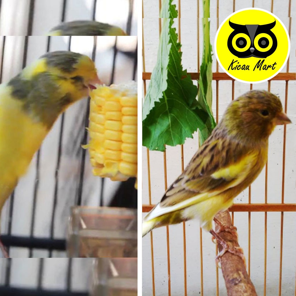 GANTUNGAN BUAH SEMPATI CANTOLAN JAGUNG SOTONG ASINAN PAKAN BURUNG LOVEBIRD KENARI MURAI MERPATI GTBSM