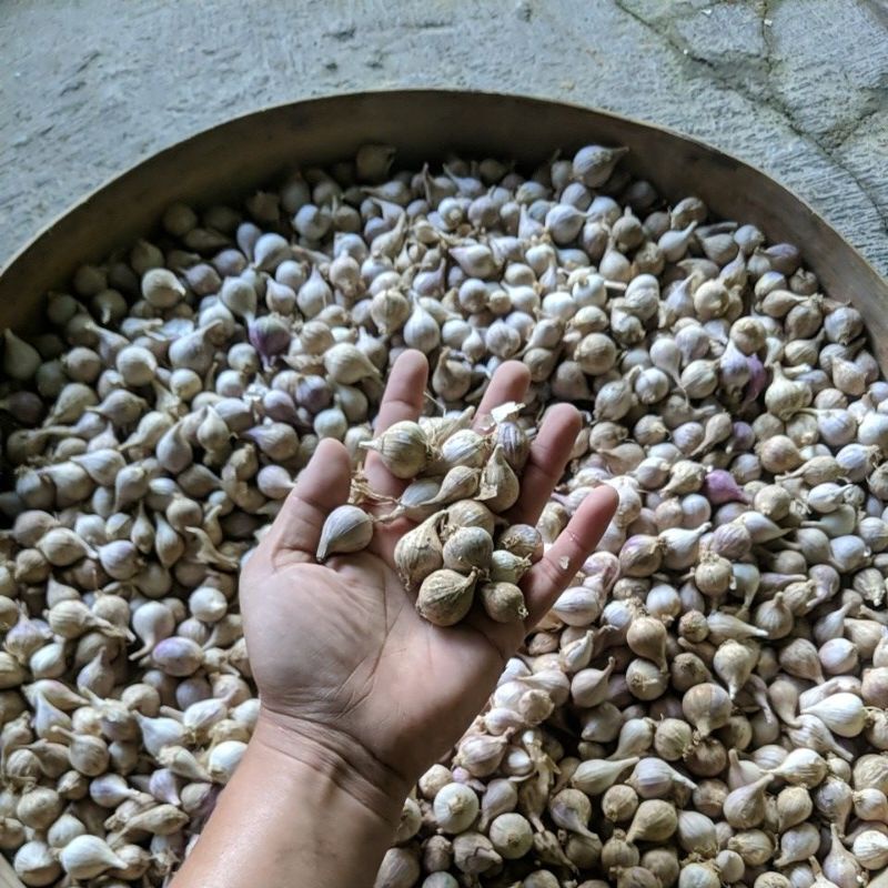 DIARY PETANI - Bawang Lanang Lokal Asli Satu Butir