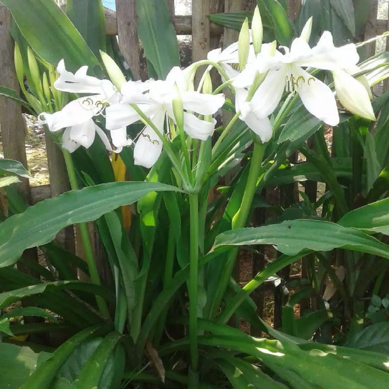 umbi bunga bakung putih