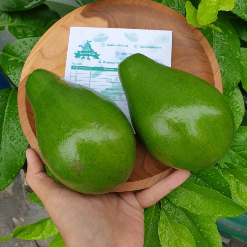 

ALPUKAT MENTEGA 4 KG