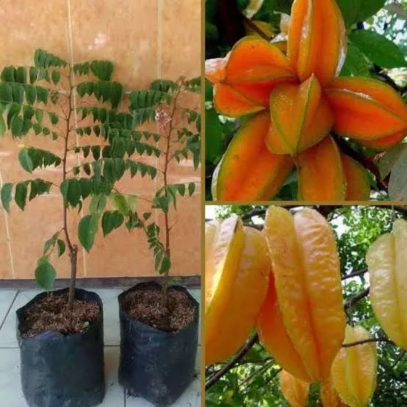 bibit belimbing bangkok