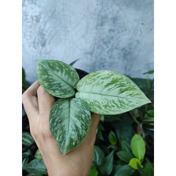 Homalomena Schismatoglottis Sp.