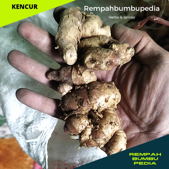 

COD kencur 1kg bumbu bahan masakan rempah segar