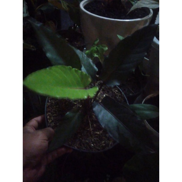 Tanaman / pohon hias anthurium black beuty