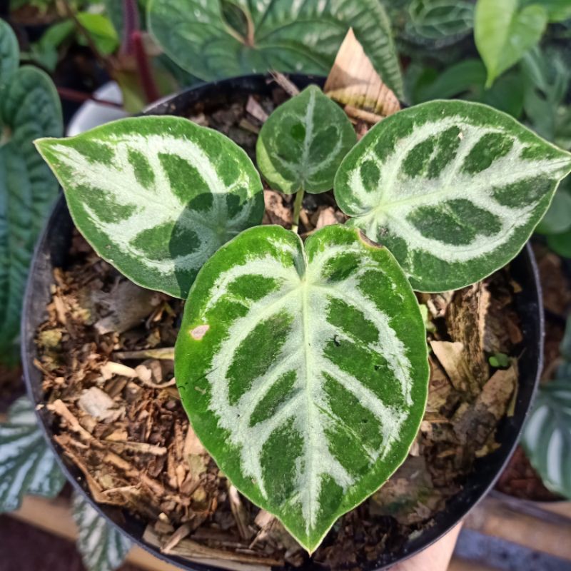 Anthurium silver x dorayaki - tanaman