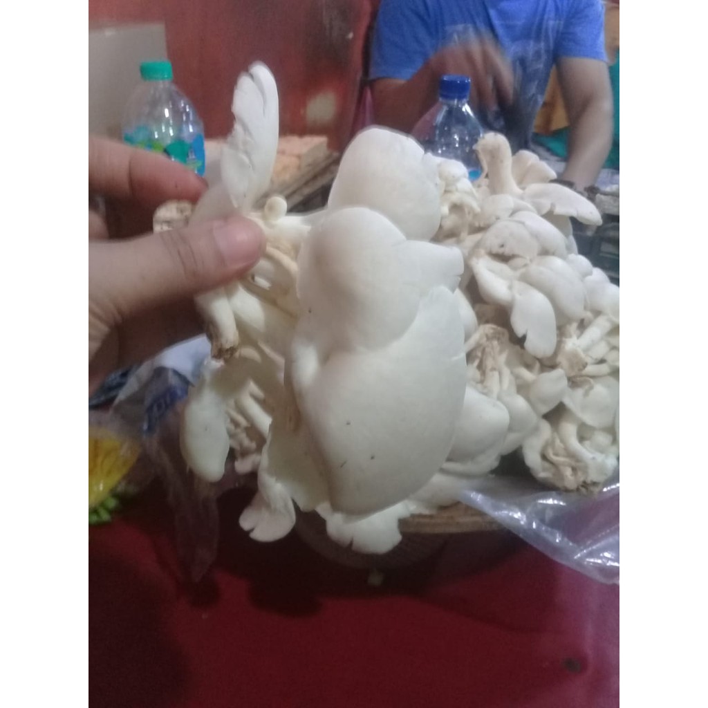 

Jamur Tiram