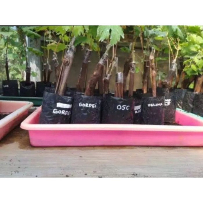 Bibit anggur import gordey hasil grafting