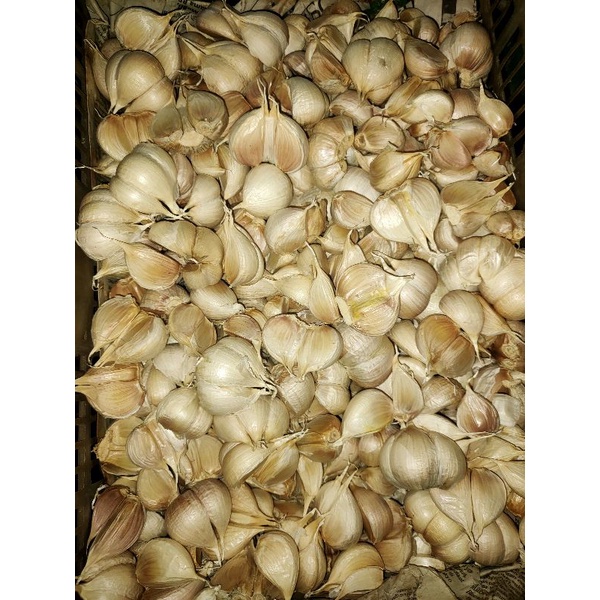 

Bawang Putih Kating