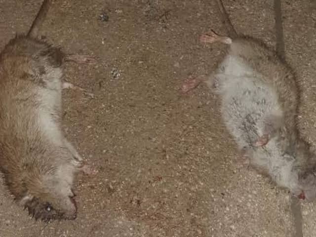 Racun Tikus Ramtus Asli Alami Mati Kering Tidak Bau Pembasmi Pengusir Tikus Super Paling Ampuh 6 Pak