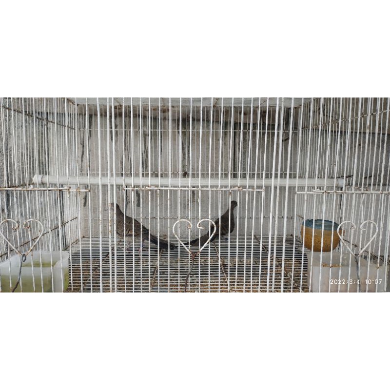 perkutut bangkok BETINA