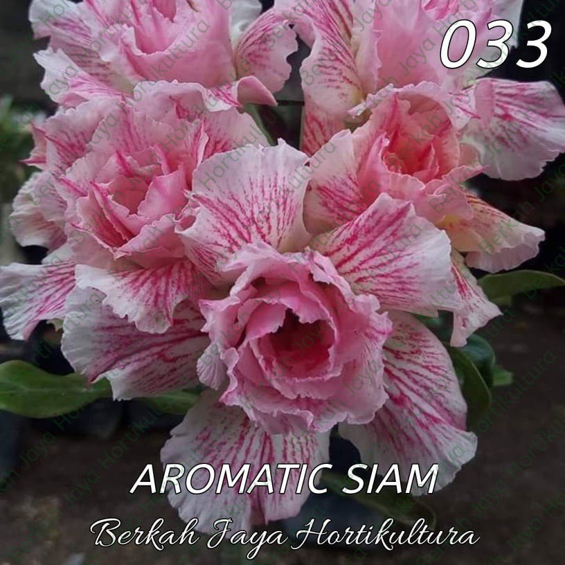 Bibit Adenium / Kamboja Jepang Tumpuk Nomor 28-36-33. Aromatic Siam