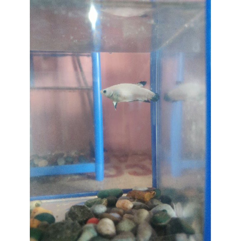 

ikan cupang BLUERIM 1 pair