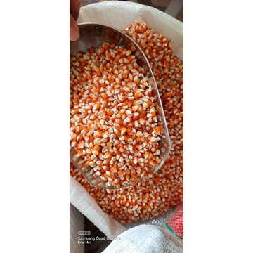 Jagung kristal pakan merpati pakan ayam 1kg