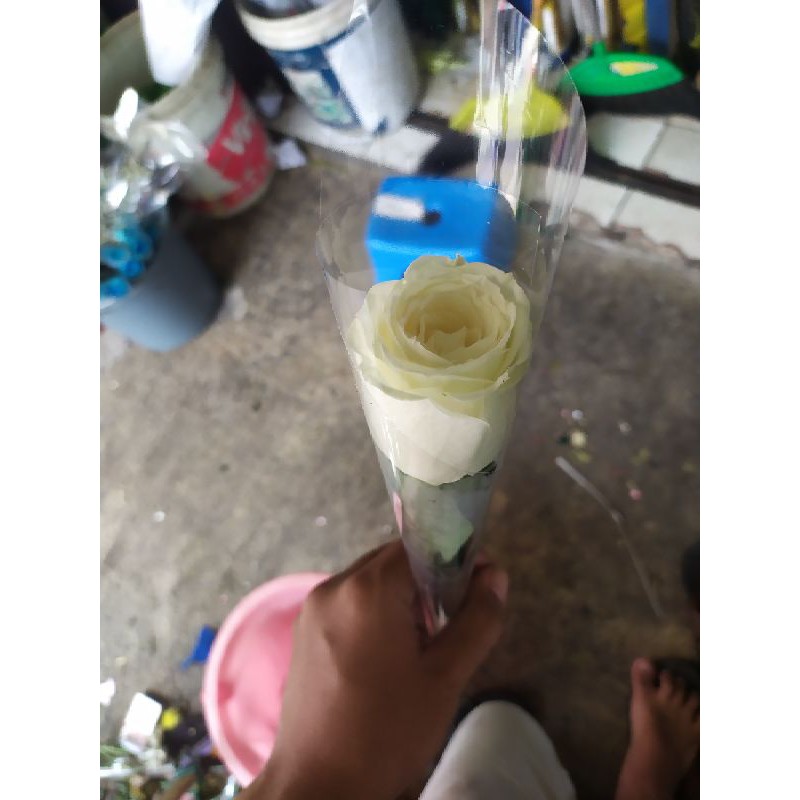 bunga mawar putih pertangkai