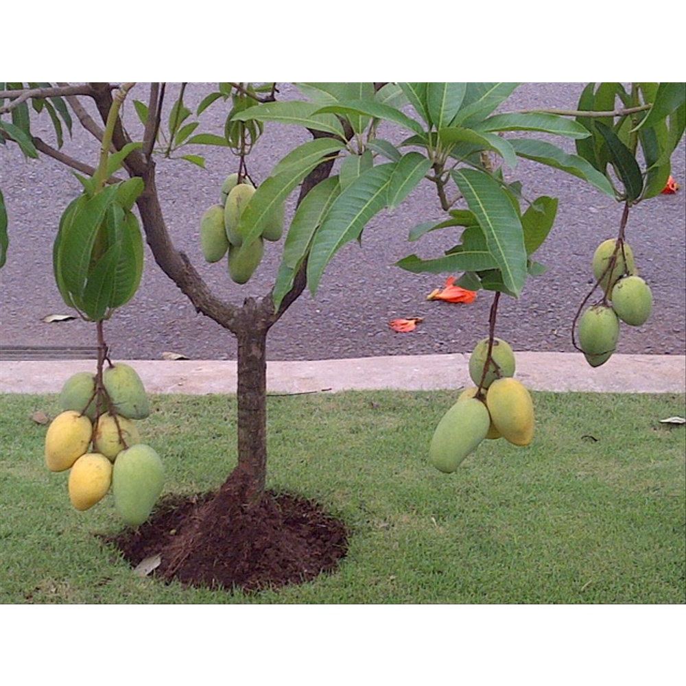 Bibit Mangga Chokanan/Tanaman Mangga Chokanan Okulasi(Jaminan Original)