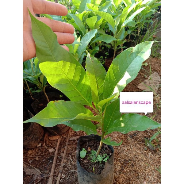 Pohon Bunga Kantil Tanaman Bunga Kantil