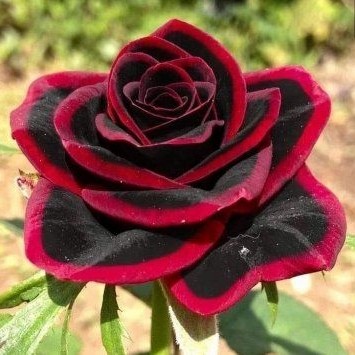 

bibit adenium true friend -