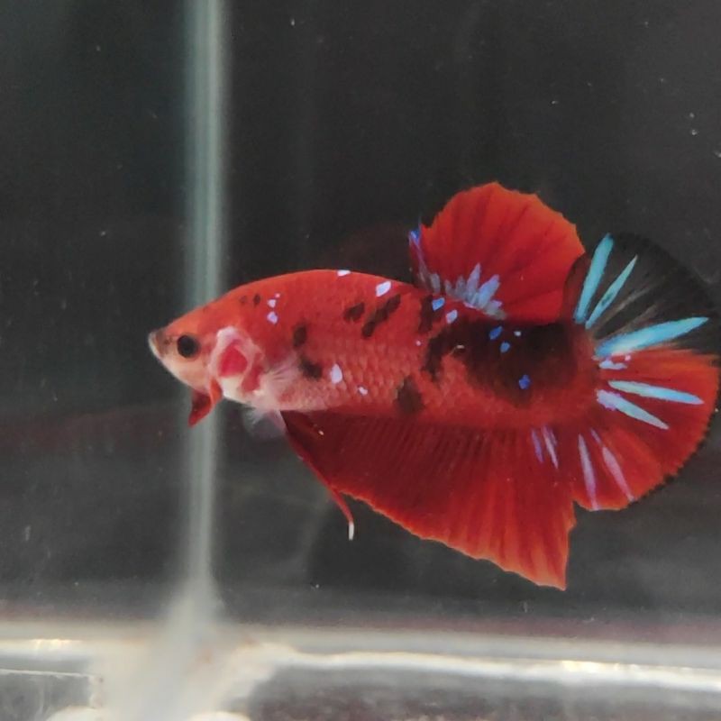 Baby Giant Red Koi Galaxy Top Grade