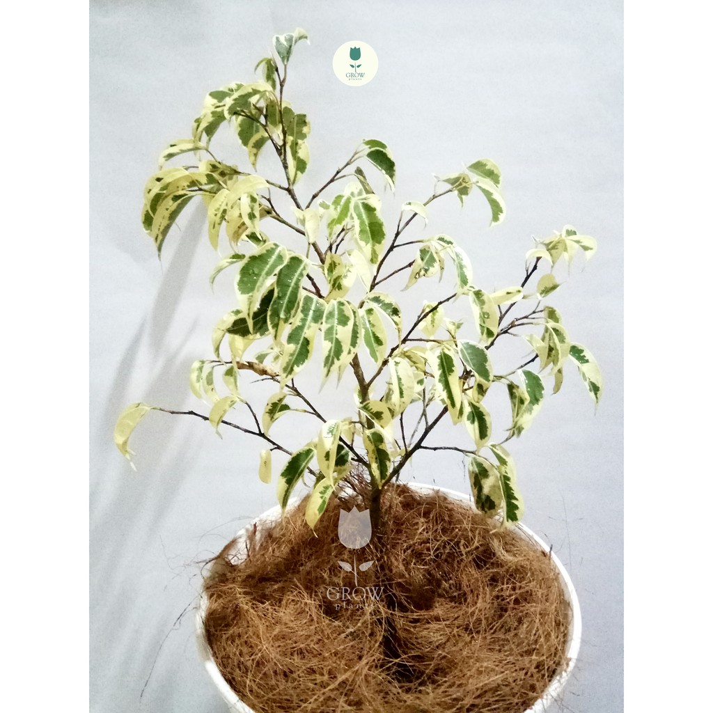 beringin putih / caringin ( ficus benjamina)